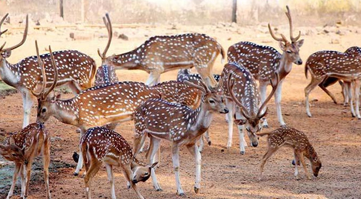 হরিণ বিক্রির ঘোষণা, কেনা যাবে ৫০ হাজার টাকায়
